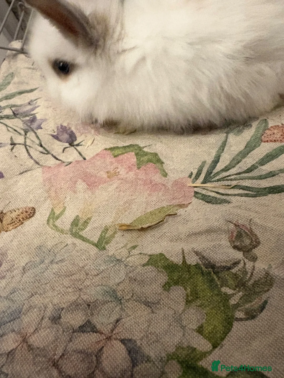 Mixed Breed rabbits for sale: Angora x lionhead  - Advert 2