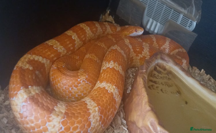 Corn Snake reptiles - Advert 1