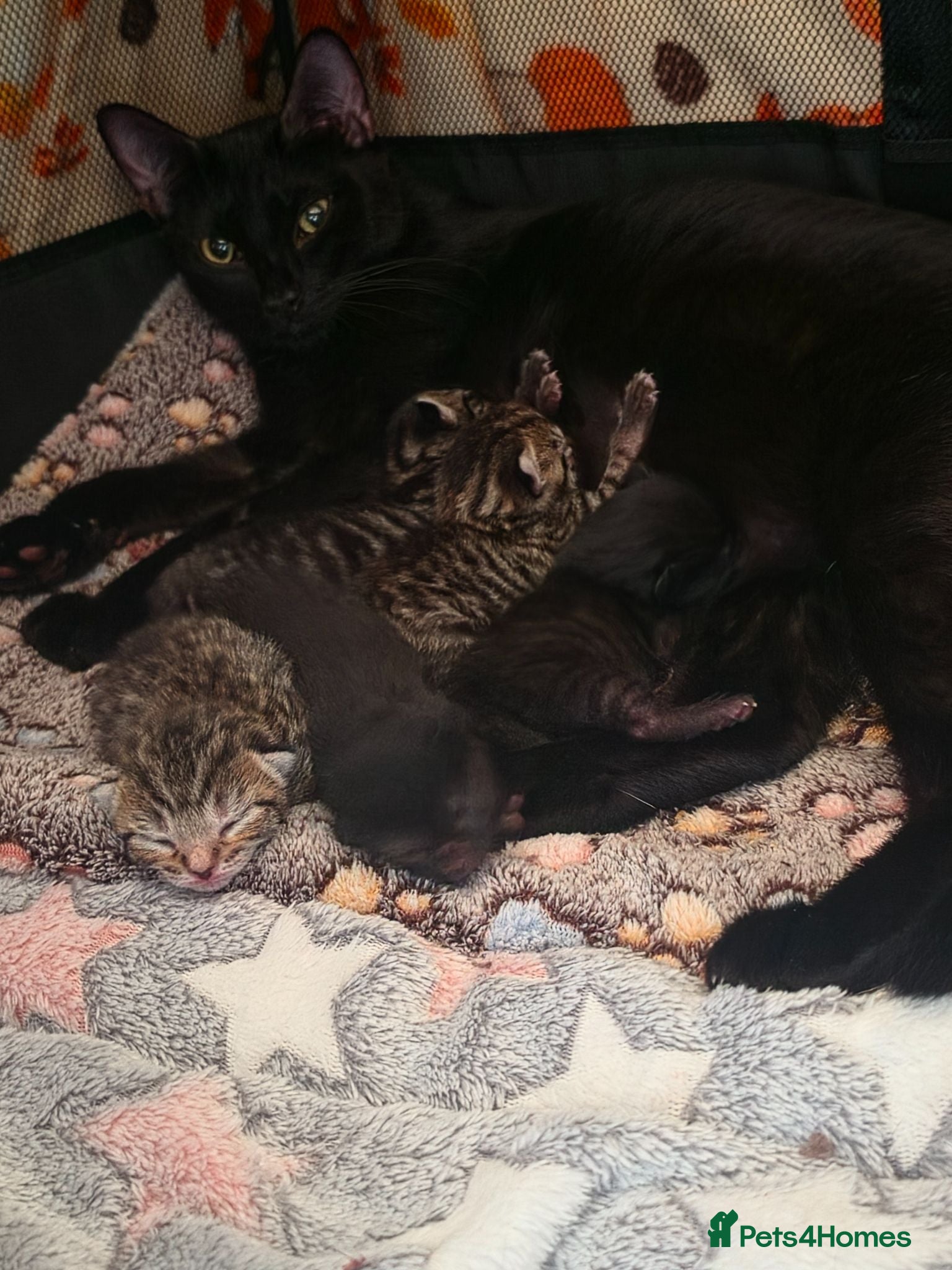 Mixed Breed cats 3 stunning boy kittens  - Advert 2