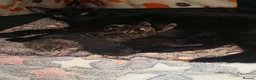 Mixed Breed cats for sale: 3 stunning boy kittens  - Advert 14