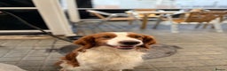 Brittany Spaniel dogs for adoption: RESERVED - Elvis, Brittany Cross, aged 1 in Bedford - Advert 8