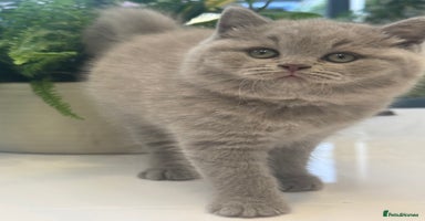 British Shorthair cats - Advert 5