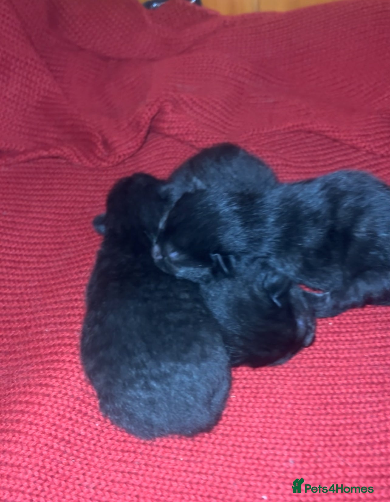 Mixed Breed cats Beautiful Black Kittens – Russian Blue Mum - Advert 1