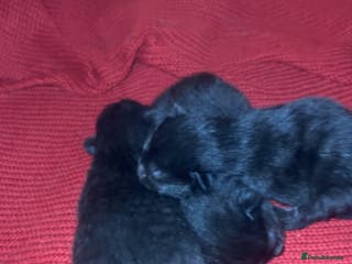 Mixed Breed cats Beautiful Black Kittens – Russian Blue Mum - Advert 1