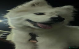 Samoyed dogs for sale: KC registered Samoyed Puppy 💕 - Image 2