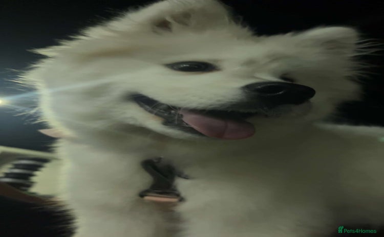 Samoyed dogs - Advert 1