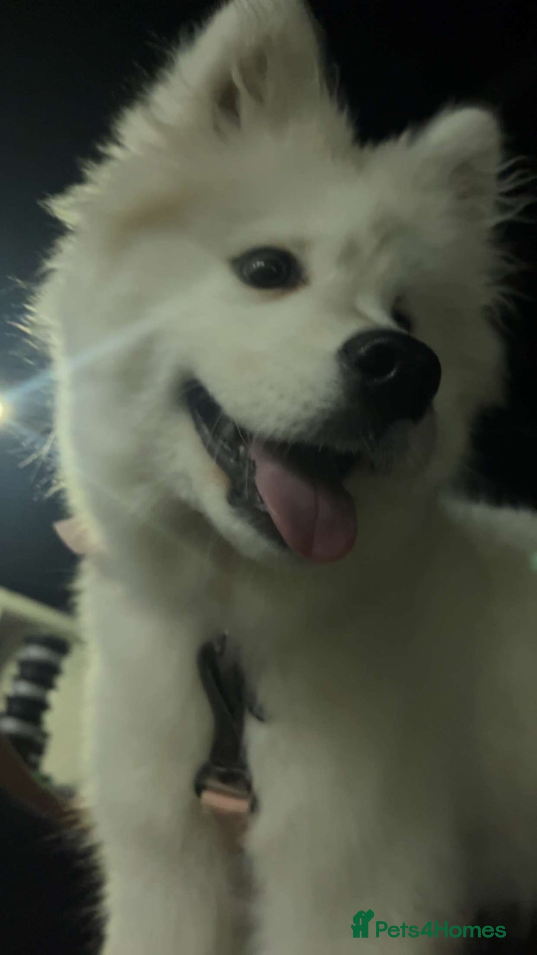 Samoyed dogs for sale: KC registered Samoyed Puppy 💕 - Image 2