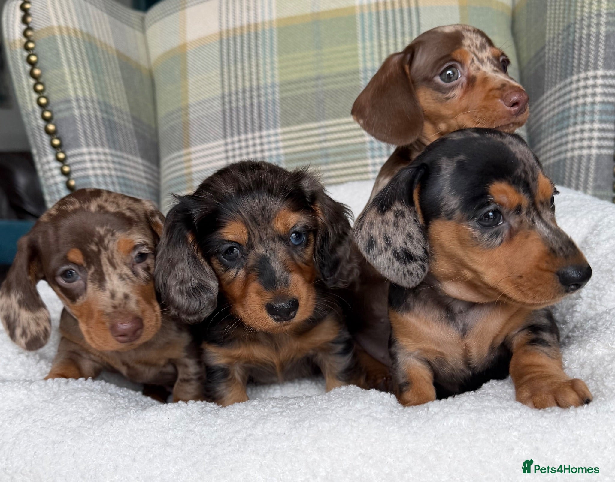Miniature Dachshund dogs Stunning Dapple Miniature Dachshund’s  - Advert 1