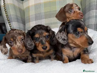 Miniature Dachshund dogs Stunning Dapple Miniature Dachshund’s - Advert 1