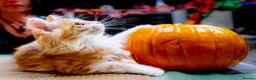 Kurilian Bobtail cats for sale: Stunning FIFe Registered Kurilian Bobtail kittens - Advert 5