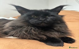 Maine Coon cats for sale: Rehoming of handsome stud Maine Coon - Image 1