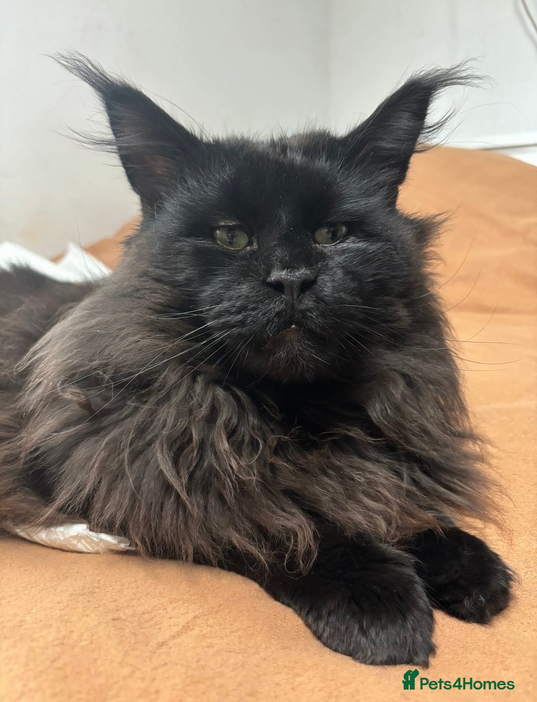 Maine Coon cats for sale: Rehoming of handsome stud Maine Coon - Image 1