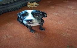 Mixed Breed dogs for sale: Cocker cross - Image 2