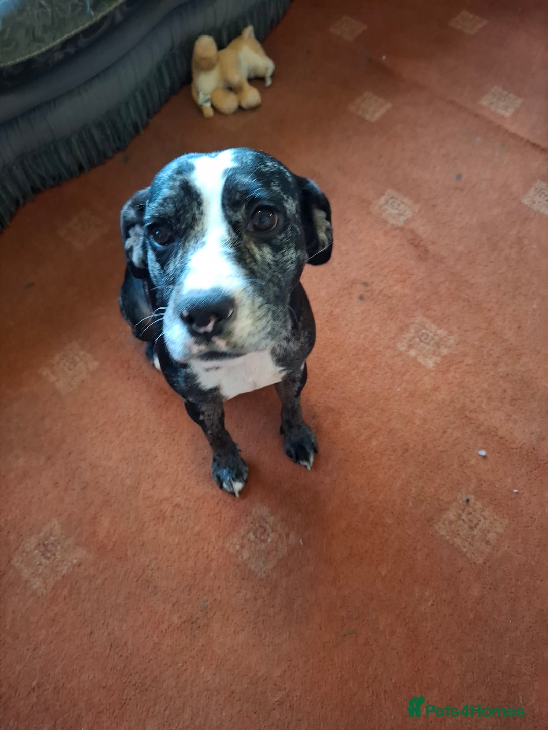 Mixed Breed dogs for sale: Cocker cross - Image 2