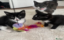 Mixed Breed cats for sale: 2 beautiful girl kittens for sale - Image 6
