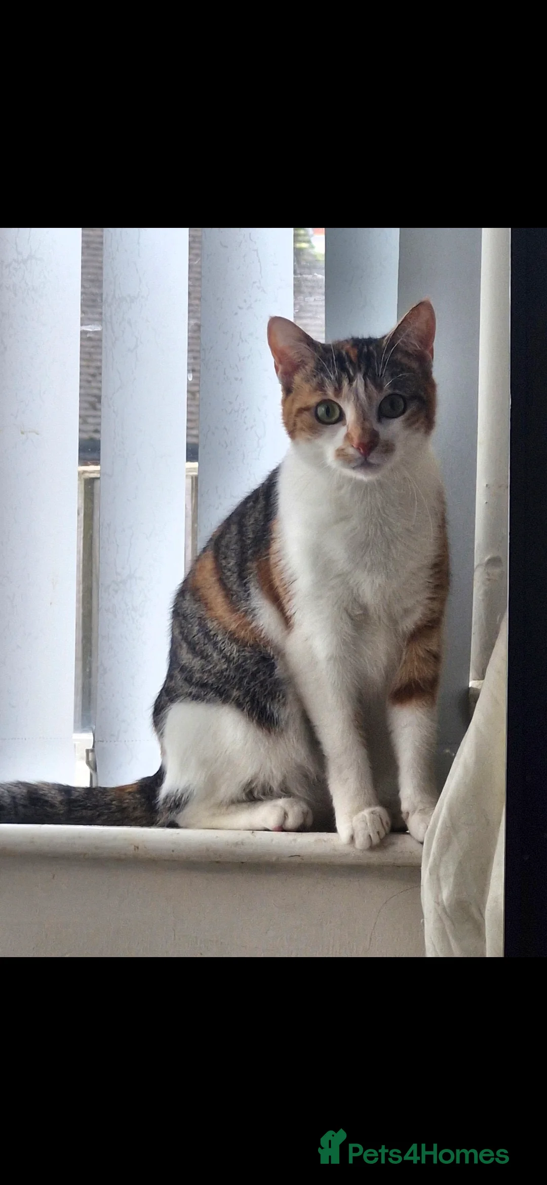 Mixed Breed cats for sale: Litter of 4 ginger tabbys available for rehoming - Advert 2