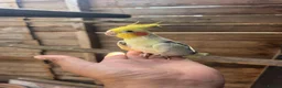 Cockatiels birds for sale: Cockatiel bird for sale male 1 year old  - Advert 2
