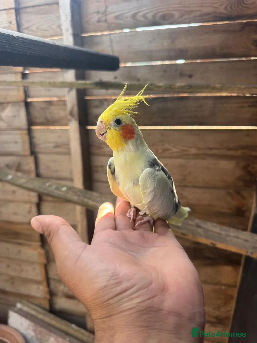 Cockatiels birds for sale: Cockatiel bird for sale male 1 year old  - Advert 2