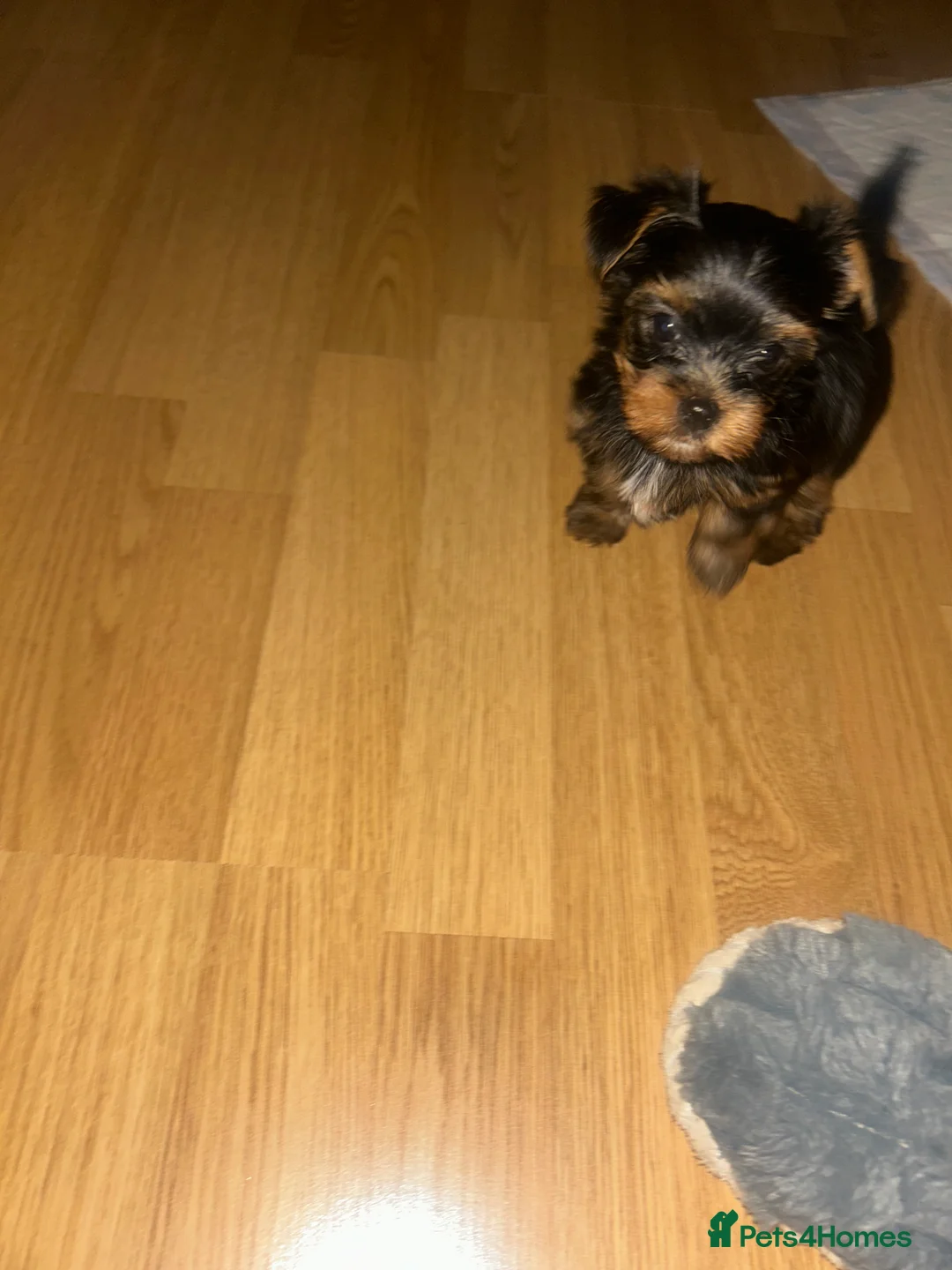 Yorkshire Terrier dogs for sale: Stunning Yorkshire Terriers Puppies  - Advert 21