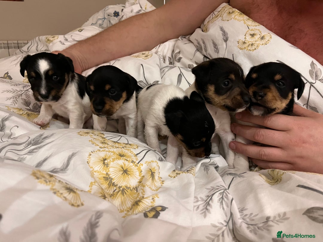 Jack Russell dogs for sale: Jack russel puppy’s  - Advert 3