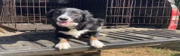 Border Collie dogs for sale: Border Collie Puppies  - Advert 2
