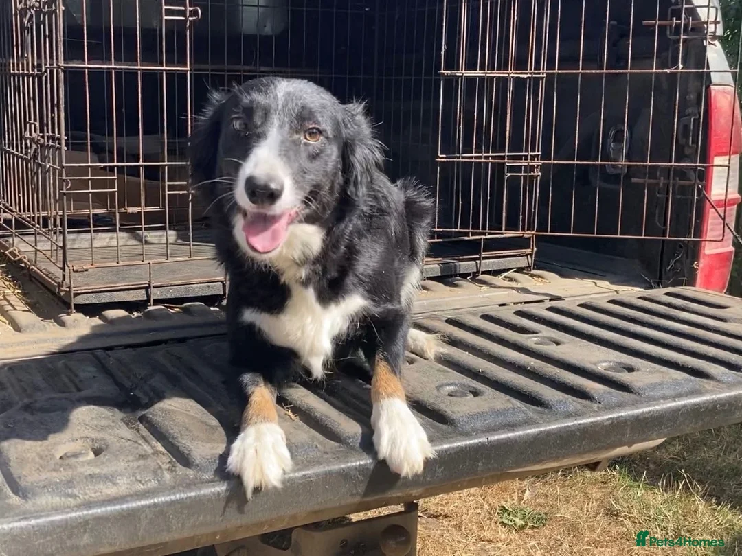Border Collie dogs for sale: Border Collie Puppies  - Advert 2