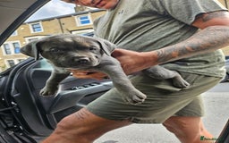 American Bulldog dogs for sale: Skye  - Image 5