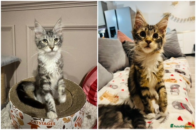 Maine Coon cats Maine Coon kittens TICA reg. 3girls available  - Advert 2
