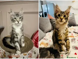 Maine Coon cats Maine Coon kittens TICA reg. 3girls available - Advert 1