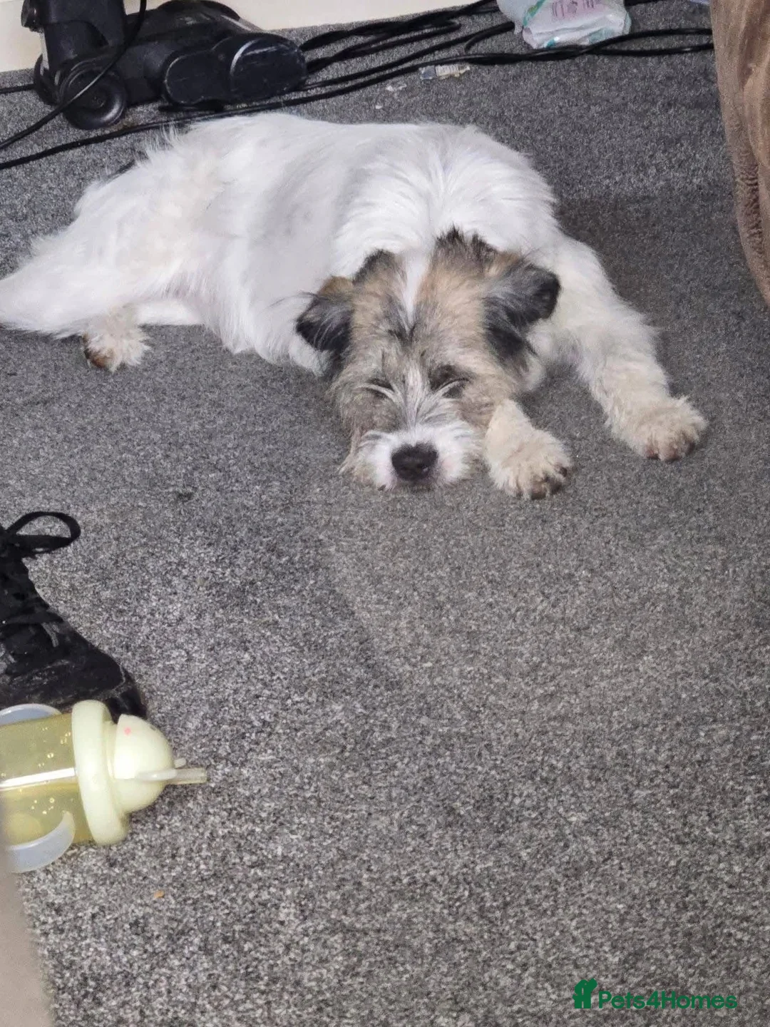 Parson Russell dogs for sale: Parson Russell Terrier?  - Advert 2