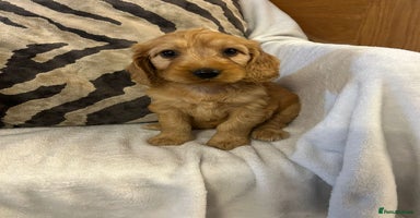 Cockapoo dogs - Advert 6