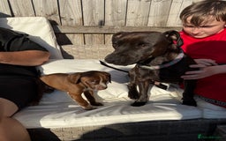 Mixed Breed dogs for sale: Mixed breed  - Image 8