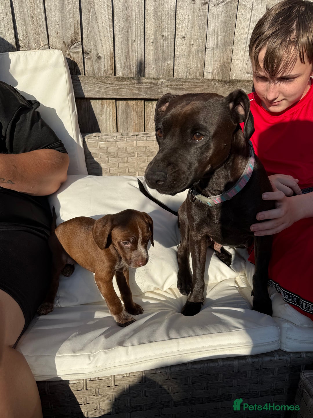 Mixed Breed dogs for sale: Mixed breed  - Image 8