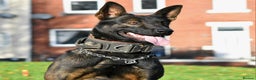Belgian Shepherd Dog dogs for sale: Bullherders top working lines  - Advert 29