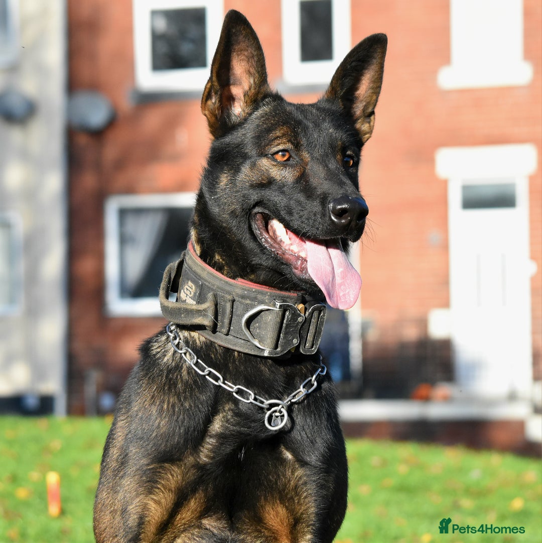 Belgian Shepherd Dog dogs for sale: Bullherders top working lines  - Advert 29