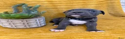 Staffordshire Bull Terrier dogs for sale: KC Blue Staffordshire bull terrier puppies  - Advert 21