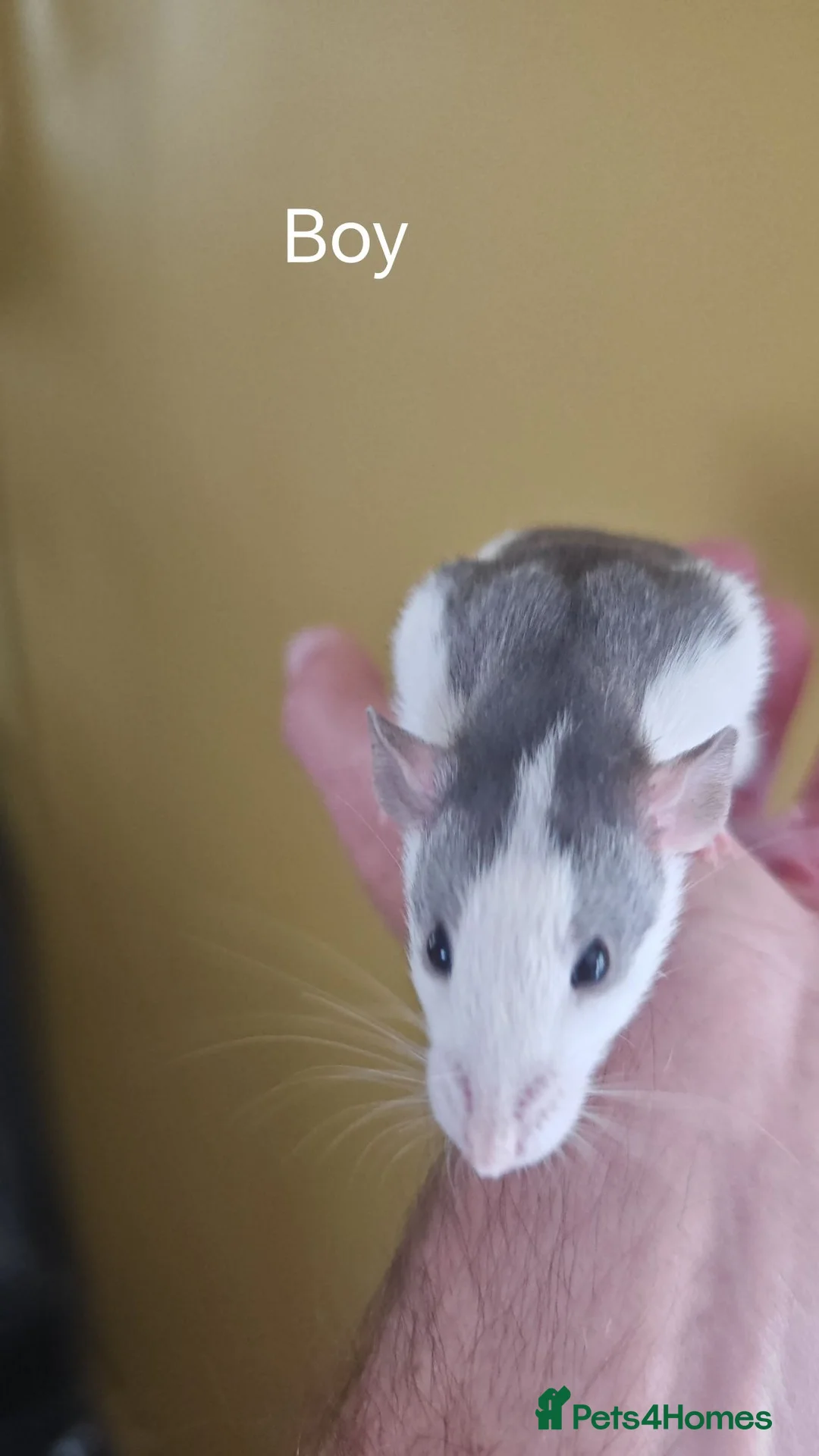 Rat rodents for sale: READY NOW! Updated. Gorgeous fancy dumbo rats - Advert 2