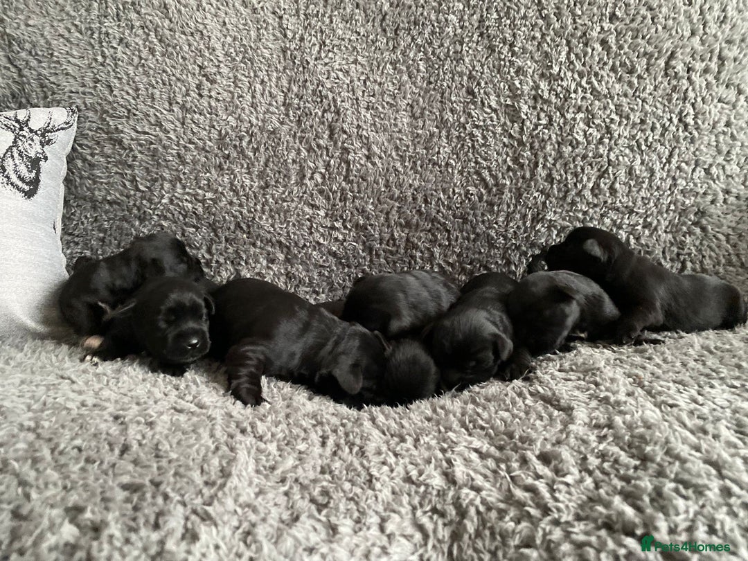 Miniature Schnauzer dogs for sale: KC MAC Quality Black Miniature schnauzers  - Advert 15