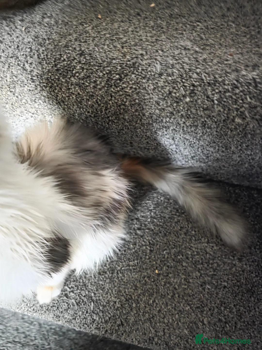 Maine Coon cats for sale: MAINE COON KITTENS PRICE IS FOR BOTH - Advert 12
