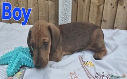 Dachshund dogs for sale: "READY GO STUNING 5 STANDARD DACHSHUND PUPPIES  - Image 6