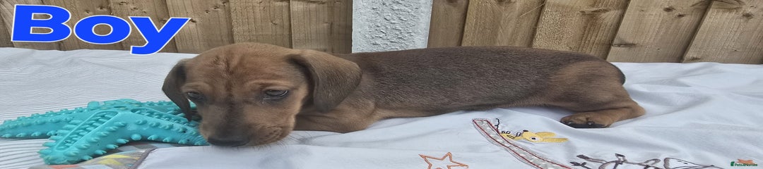 Dachshund Puppy 4