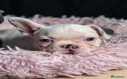 French Bulldog dogs for sale: 2 🟪 French bulldog mums carries fluffy‼️Ready now - Advert 33