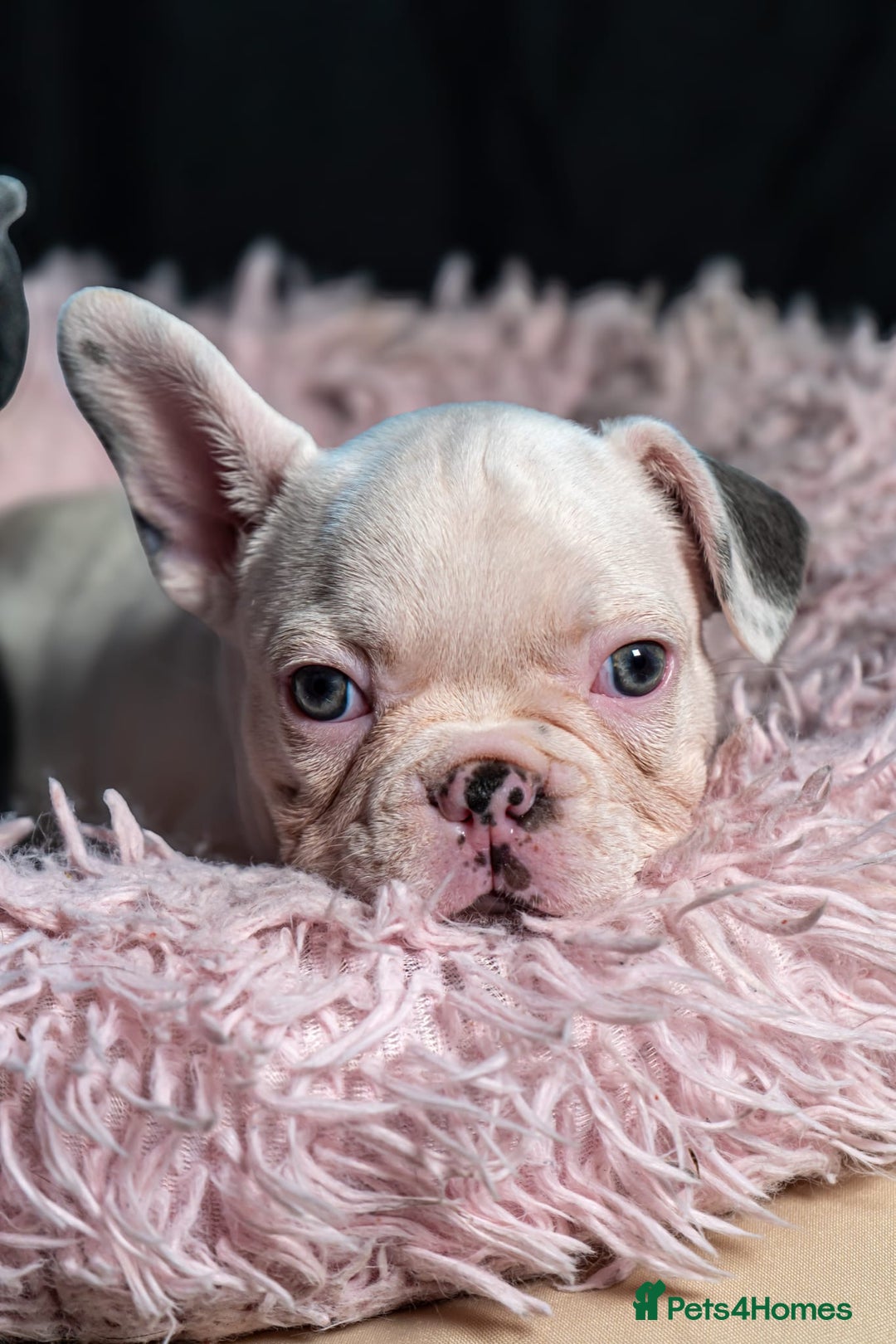 French Bulldog dogs for sale: 2 🟪 French bulldog mums carries fluffy‼️Ready now - Advert 33