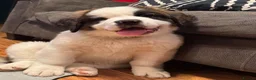 Saint Bernard dogs for sale: Classic healthy saint Bernard puppies ready now.. in Bath - Advert 7