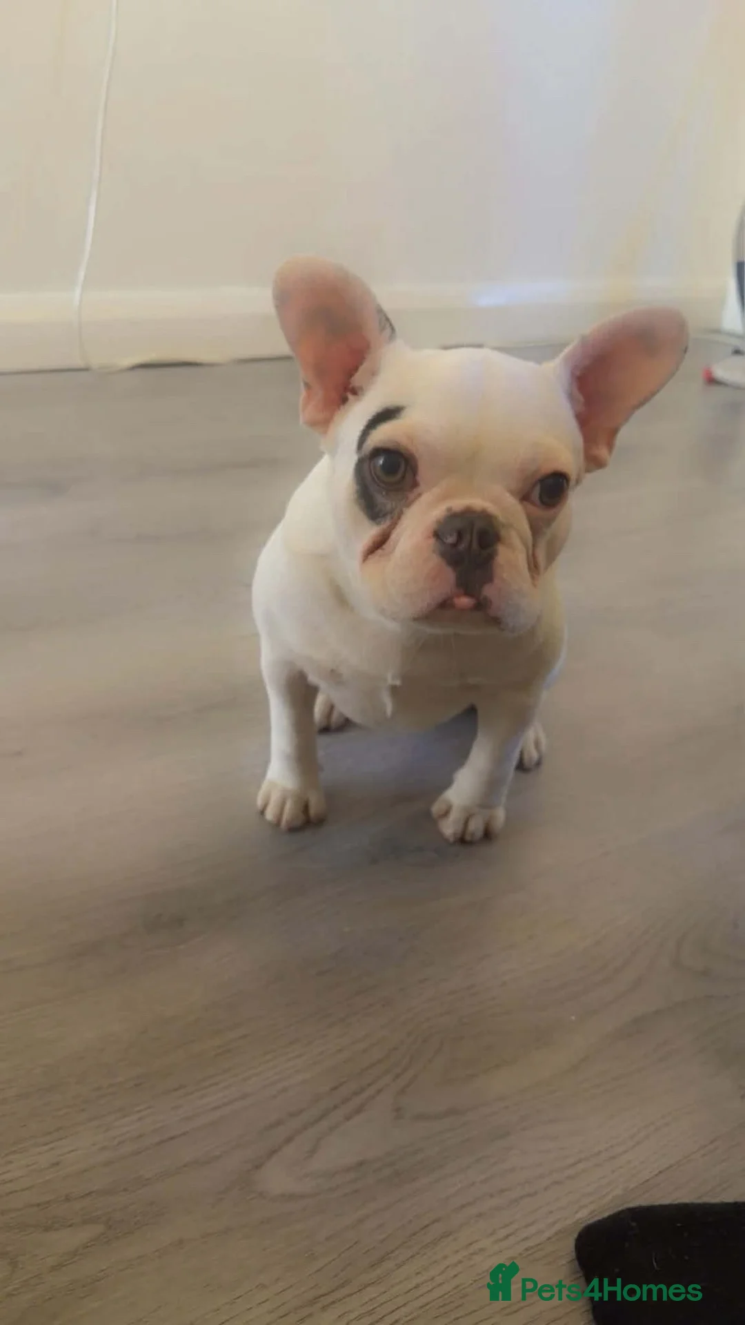 French Bulldog dogs for sale: Male French bulldog  - Advert 1
