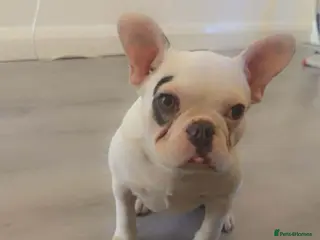 French Bulldog dogs Male French bulldog - Advert 1