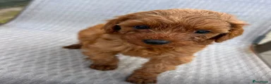 Cockapoo 5