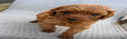 Cockapoo dogs for sale: F1B Cockapoo puppies  - Advert 5