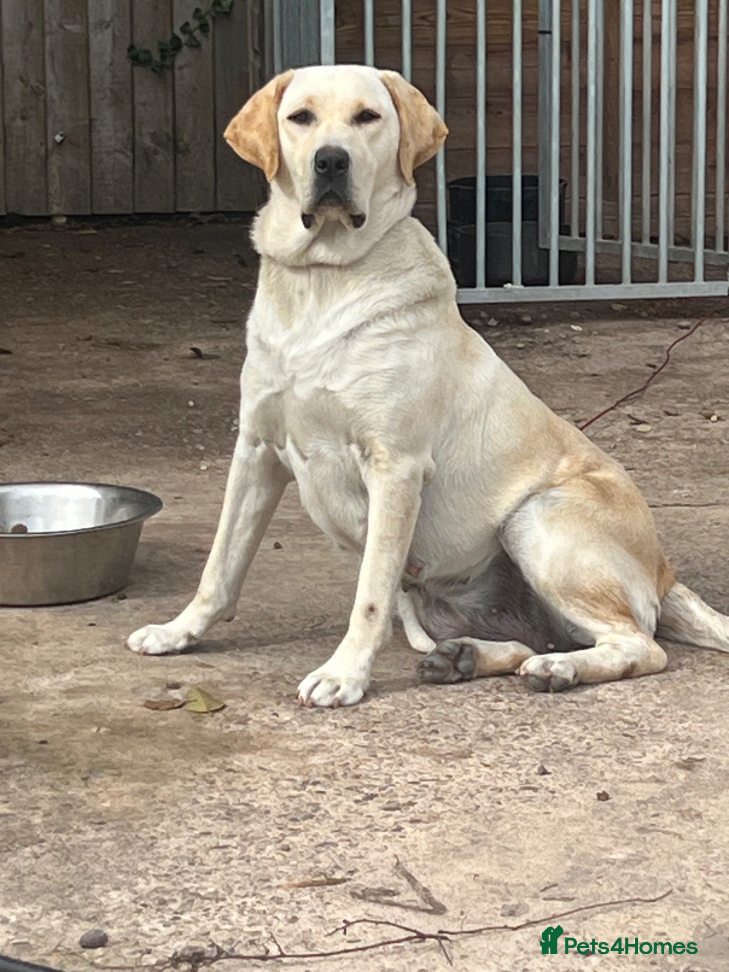 Labrador Retriever dogs Kc reg Labrador puppy’s for sale Solihull  - Advert 1