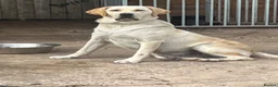 Labrador Retriever dogs for sale: Kc reg Labrador puppy’s for sale Solihull  - Advert 1